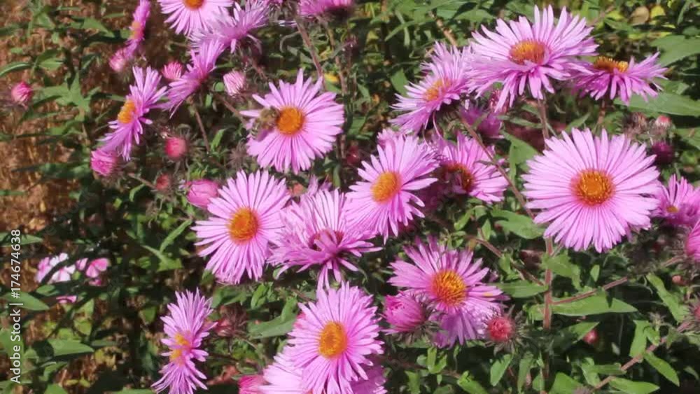 Bee on a flower of chrysanthemum
Autumn flowers of chrysanthemum give bees last nectar and pollen.
Bee on a flower of chrysanthemum
Autumn flowers of chrysanthemum give bees last nectar and pollen.