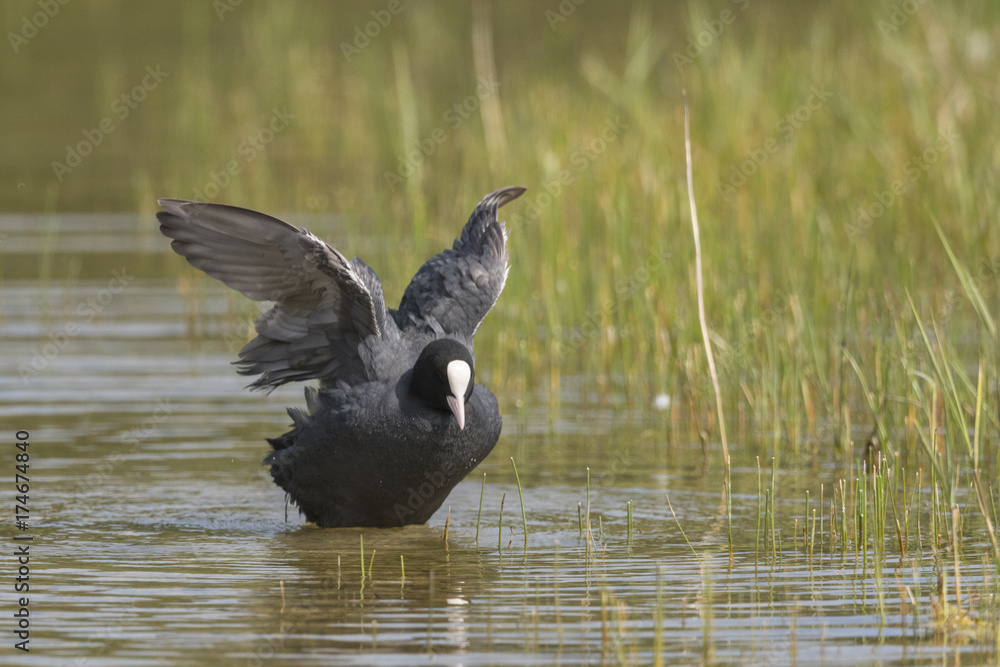 Fototapeta premium Foulque macroule - Fulica atra - Eurasian Coot