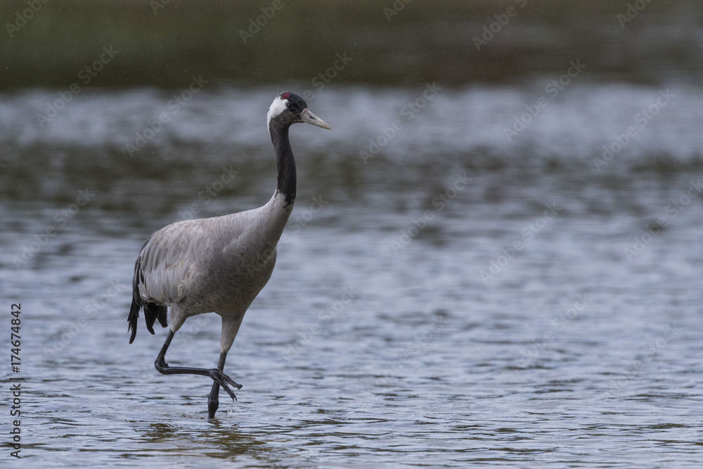 Fototapeta premium Grue cendrée - Grus grus - Common Crane