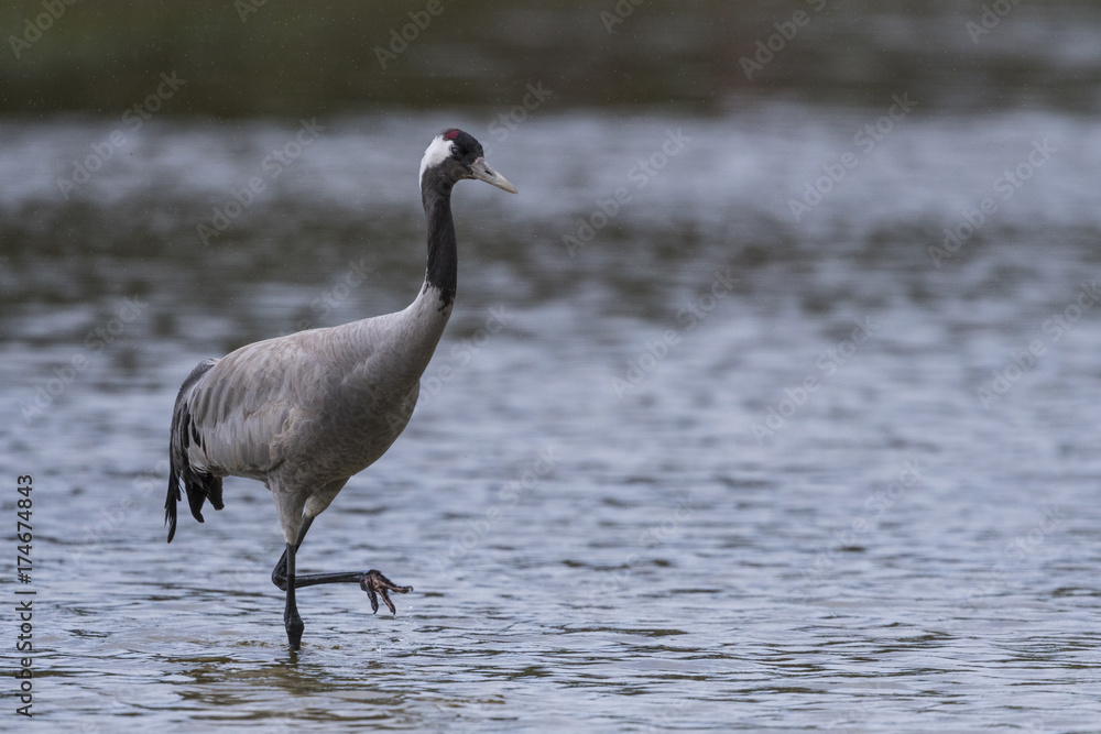 Grue cendrée - Grus grus - Common Crane