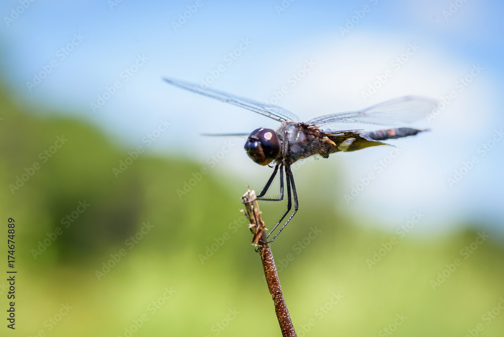 macro closeup of a dragonfly macro closeup of a dragonfly