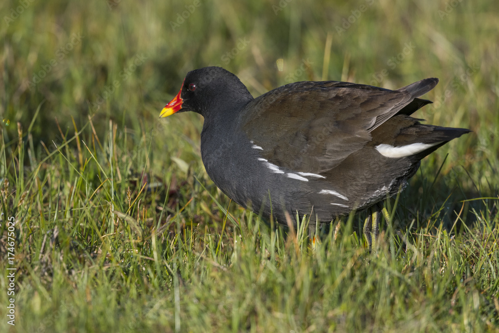 Gallinule poule-d'eau,Gallinula chloropus , Common Moorhen Gallinule poule-d'eau,Gallinula chloropus , Common Moorhen