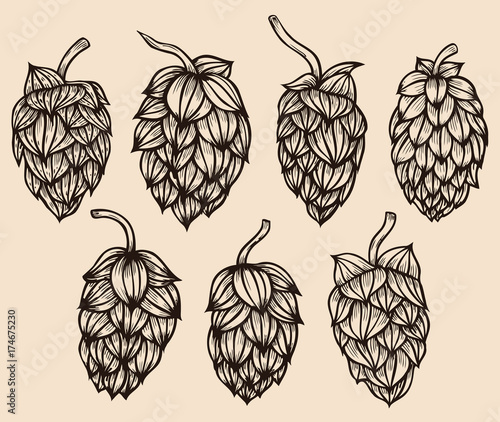 engraving style Hops set.