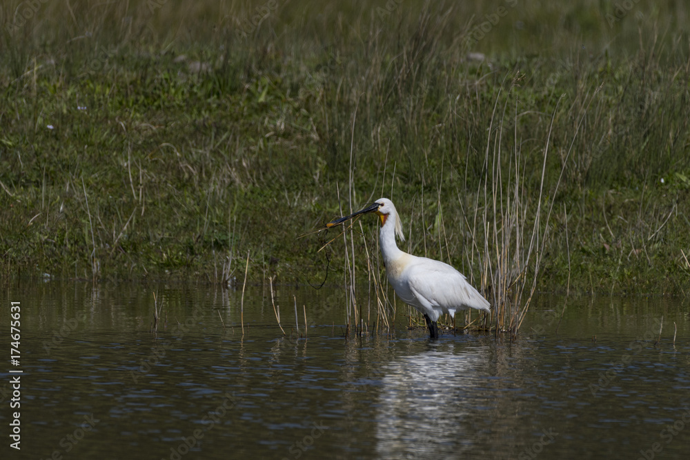 Fototapeta premium Spatule blanche - Platalea leucorodia - Eurasian Spoonbill