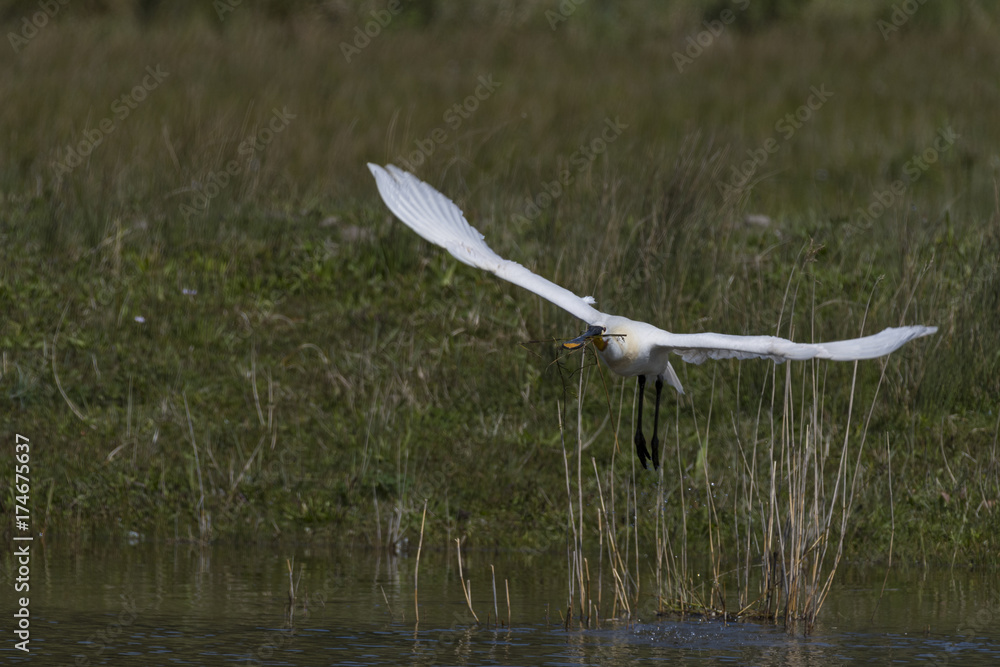 Spatule blanche - Platalea leucorodia - Eurasian Spoonbill Spatule blanche - Platalea leucorodia - Eurasian Spoonbill
