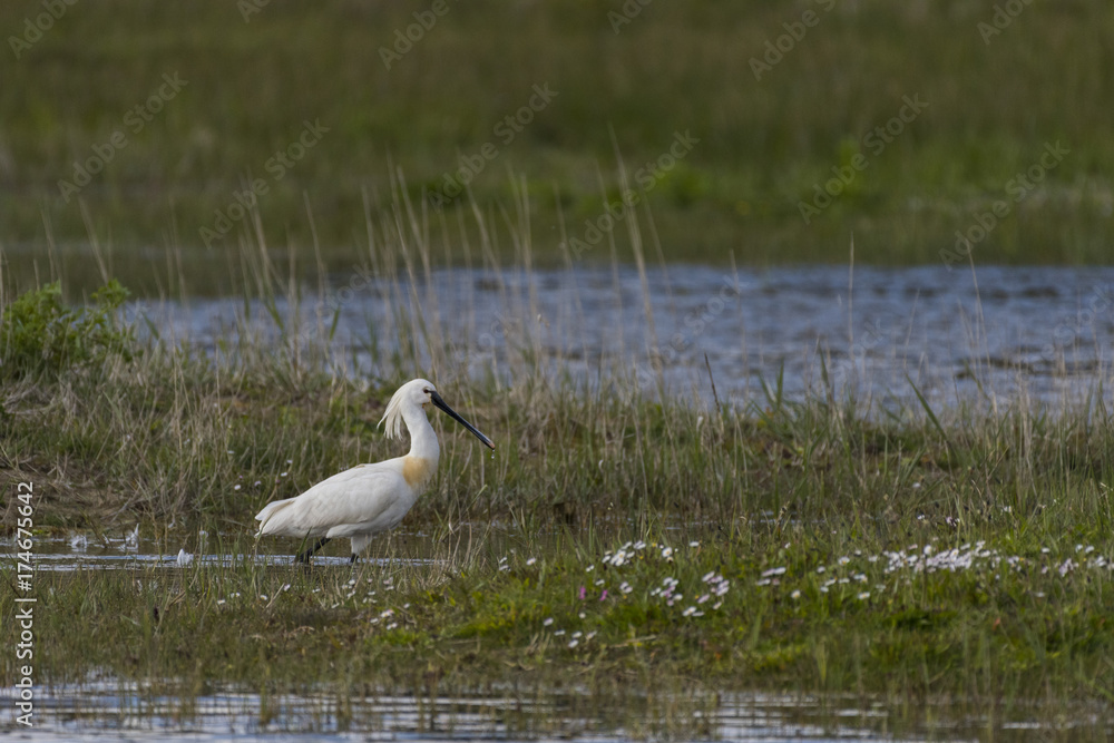 Fototapeta premium Spatule blanche - Platalea leucorodia - Eurasian Spoonbill