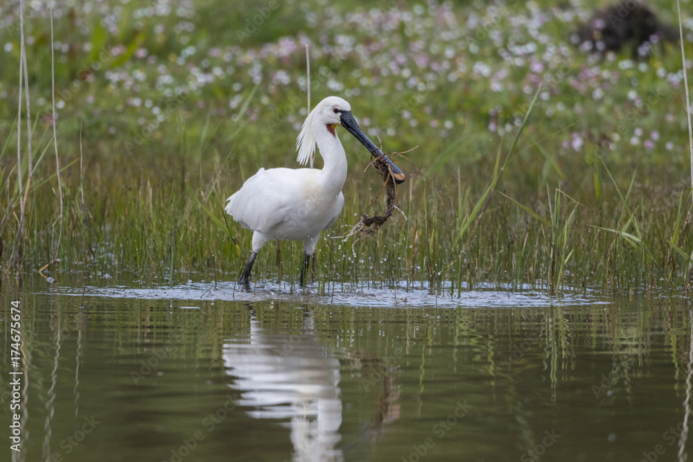 Obraz premium Spatule blanche - Platalea leucorodia - Eurasian Spoonbill