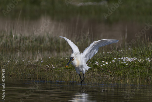 Spatule blanche - Platalea leucorodia - Eurasian Spoonbill