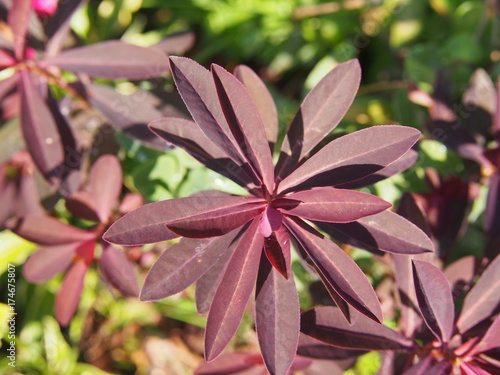 Euphorbia dulcis 'Chameleon' - Chameleon Spurge, sweet spurge   