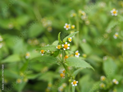 Fototapeta Naklejka Na Ścianę i Meble -  Galinsoga quadriradiata, Galinsoga ciliata  (shaggy soldier, Peruvian daisy, hairy galinsoga, fringed quickweed)   