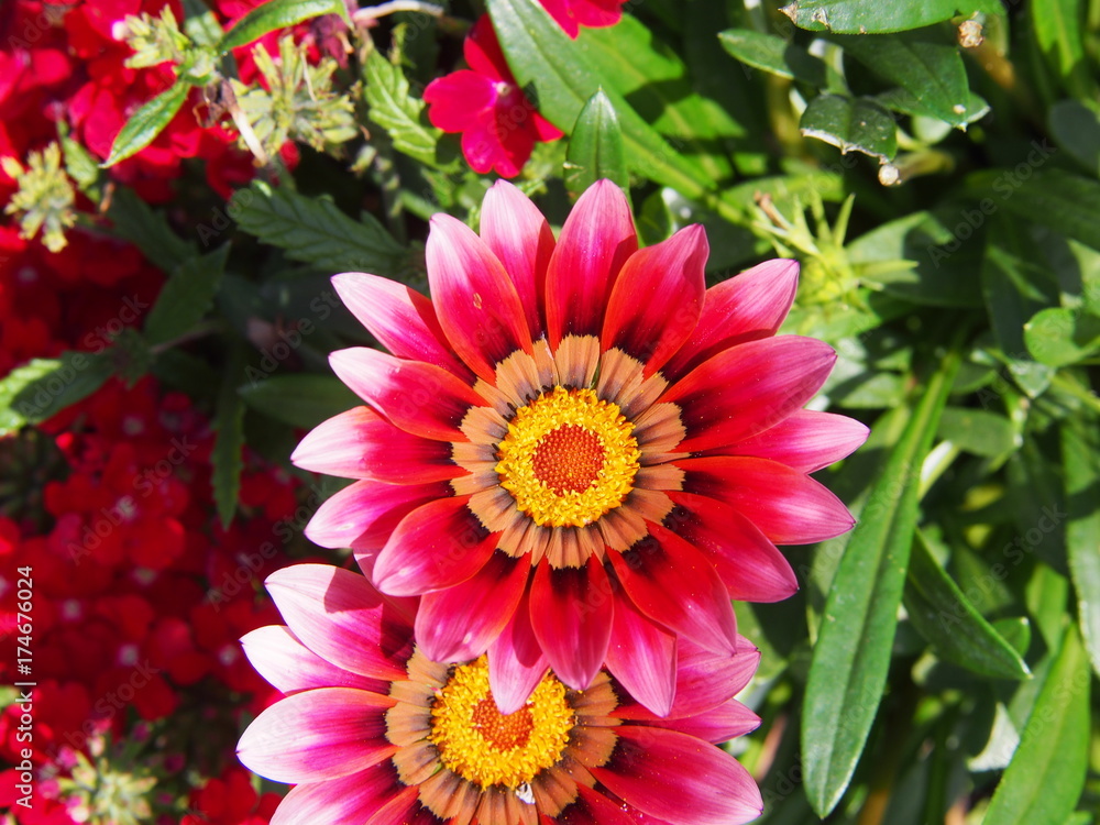 Gazania rigens (G. splendens) - treasure flower, coastal gazania Gazania rigens (G. splendens) - treasure flower, coastal gazania
