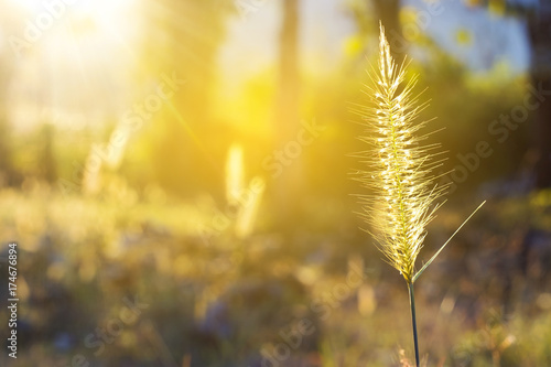 Fototapeta Naklejka Na Ścianę i Meble -  Vintage soft light tone and soft focus of abstract nature background with grass flower