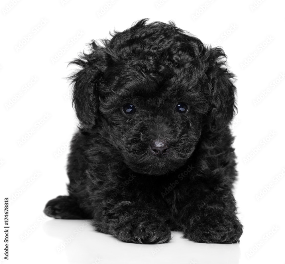 Toy poodle puppy on white Toy poodle puppy on white