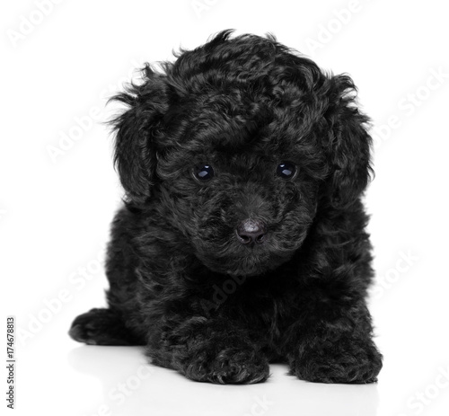Toy poodle puppy on white