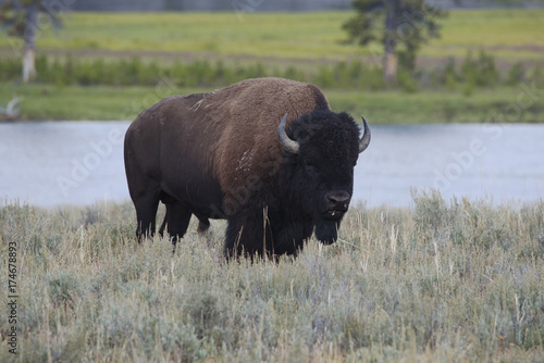 Bison in the meadow