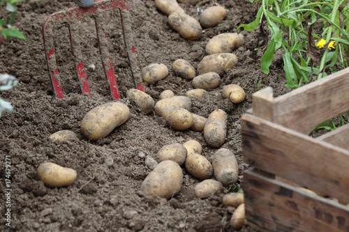 Kartoffelernte im Biogarten