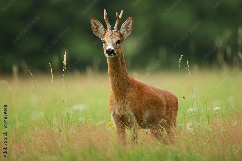 Roe deer male on the magical green grassland, european wildlife, wild animal in the nature habitat, deer rut in czech republic. Roe deer male on the magical green grassland, european wildlife, wild animal in the nature habitat, deer rut in czech republic.
