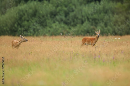 Roe deer male on the magical green grassland, european wildlife, wild animal in the nature habitat, deer rut in czech republic.