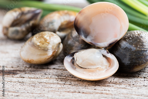 Fresh enamel venus shell edible saltwater clams Tapéta, Fotótapéta