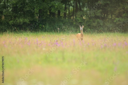 Roe deer male on the magical green grassland, european wildlife, wild animal in the nature habitat, deer rut in czech republic. © photocech