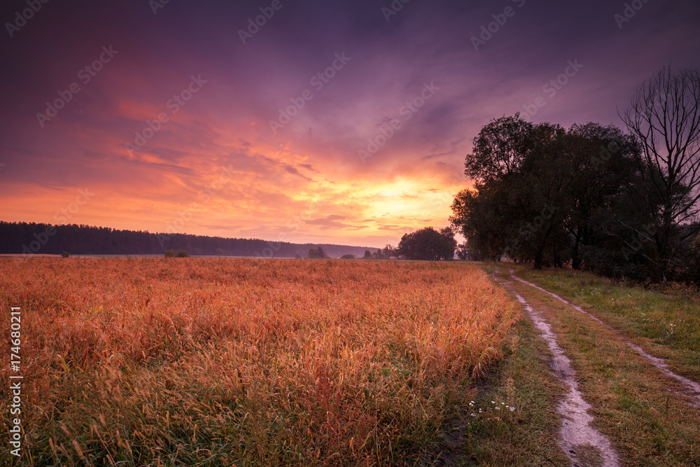 Rural autumn landscape, early morning, dirt road along the field