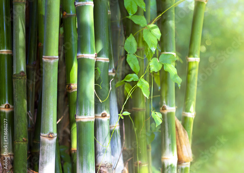 Green bamboo in a forest of Asia.