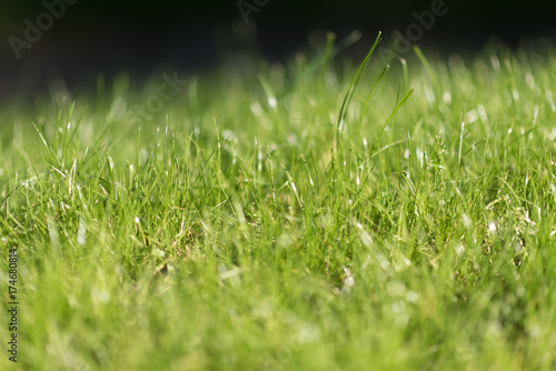 green grass. selective focus, close up