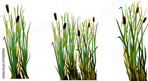 marsh grass, cane, reeds