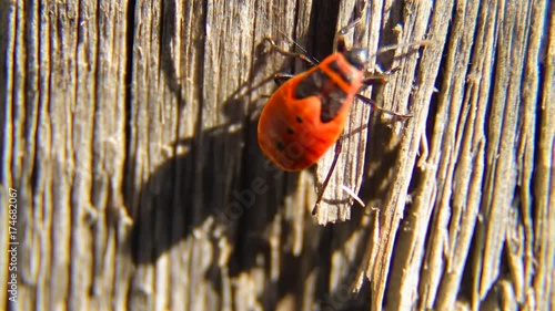 Pentatomidae Beetle, Spilostethus Pandurus photo