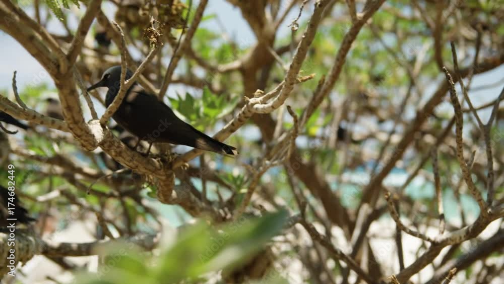 Establishing a flock of noddy staying under the shade of a branchy plant.