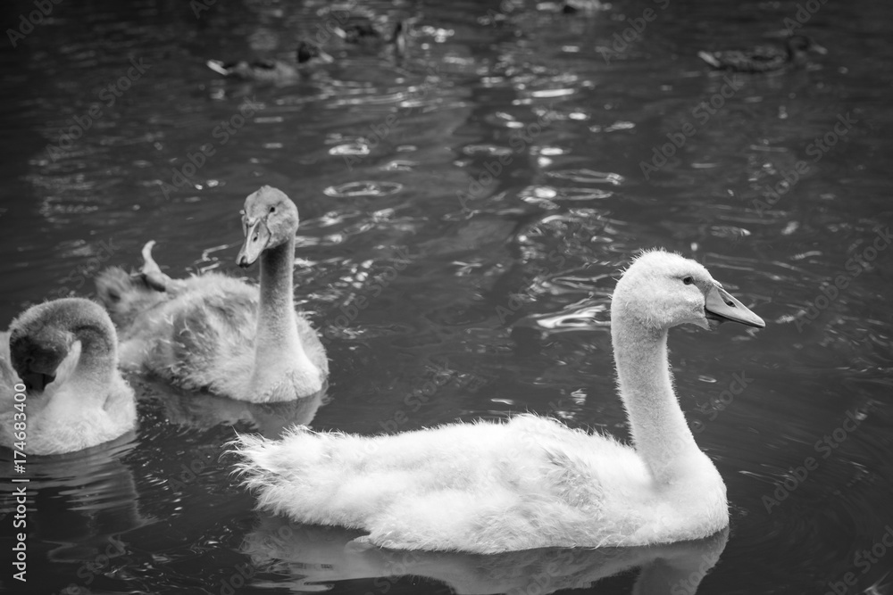 Fototapeta premium Junger Schwan, See, Schwäne, Schwimmen