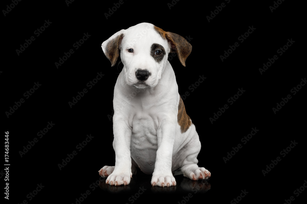 American Staffordshire Terrier Puppy Sitting and Looking in Camera on Isolated Black background, front view