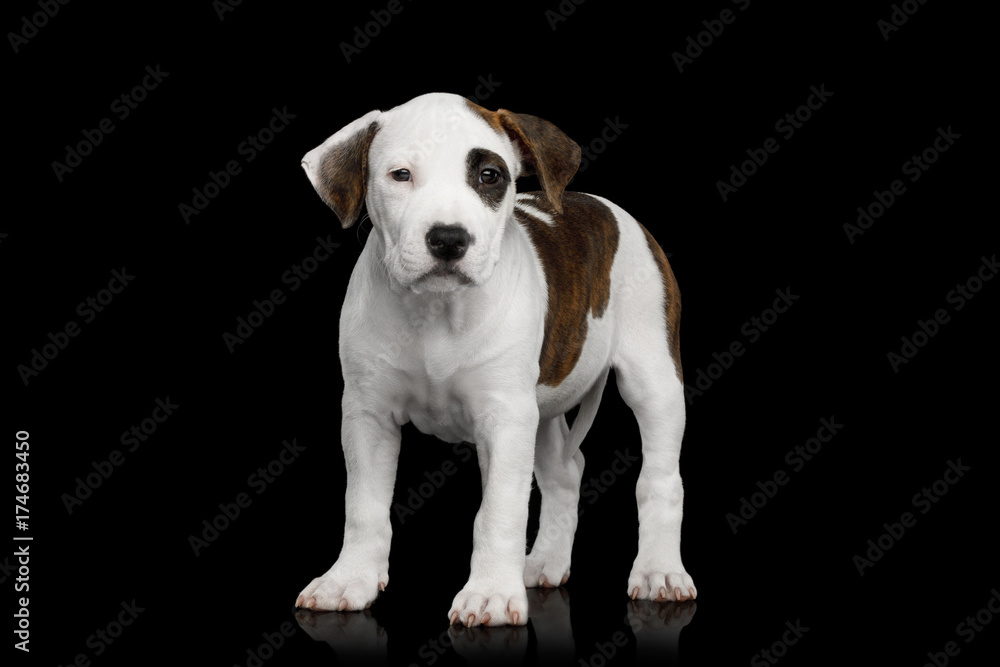 American Staffordshire Terrier Puppy Standing on Isolated Black background, Front view