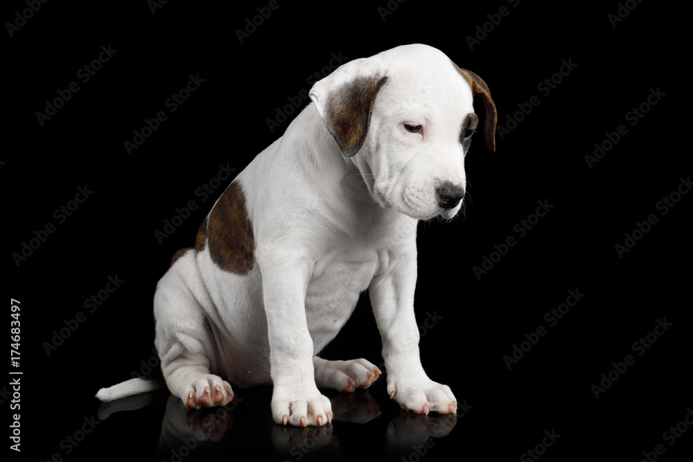 American Staffordshire Terrier Puppy Sitting and Looks Sad on Isolated Black background, front view American Staffordshire Terrier Puppy Sitting and Looks Sad on Isolated Black background, front view