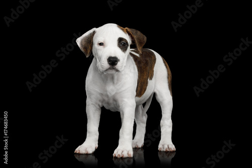 American Staffordshire Terrier Puppy Standing on Isolated Black background, Front view © seregraff