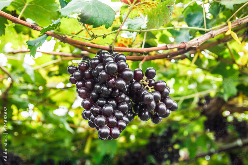 Grape on grape vine.
