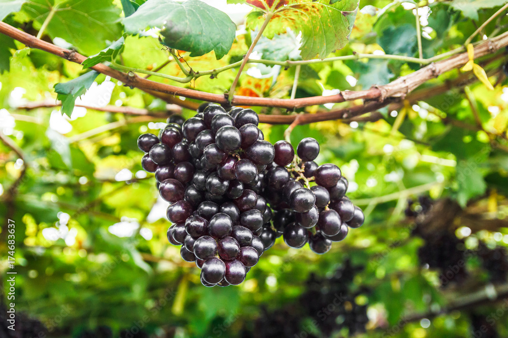 Grape on grape vine. Grape on grape vine.