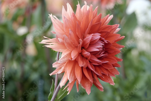 Fototapeta Naklejka Na Ścianę i Meble -  Dahlie (Dahlia)