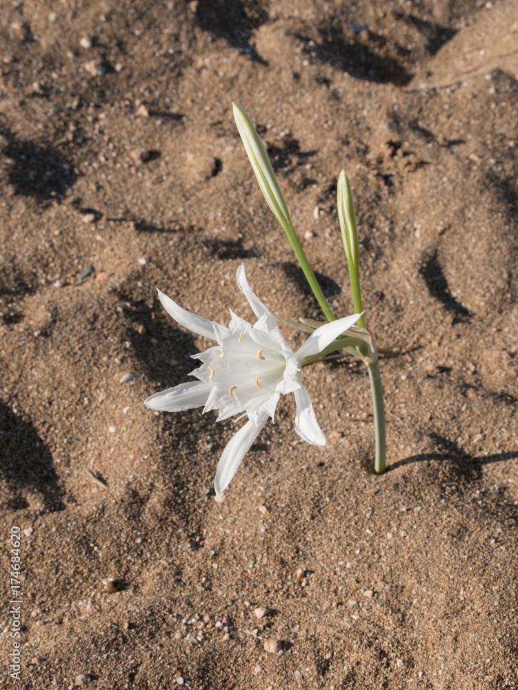 A white flower of sea daffodil Pancratium maritimum growing the sand of a Cyprus beach A white flower of sea daffodil Pancratium maritimum growing the sand of a Cyprus beach