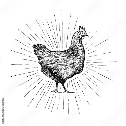 Chicken hand drawn Fototapeta