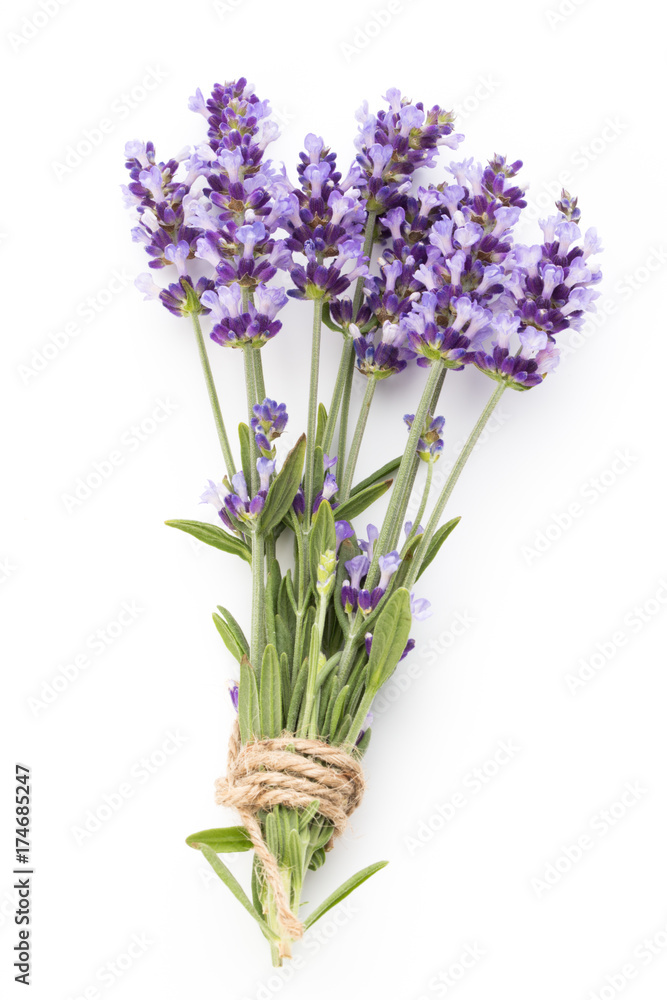 Obraz premium Lavender flowers.