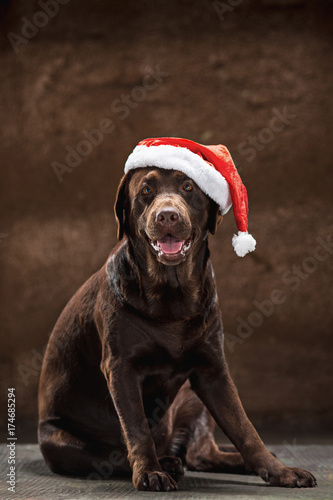 The black labrador retriever sitting with gifts on Christmas Santa hat
