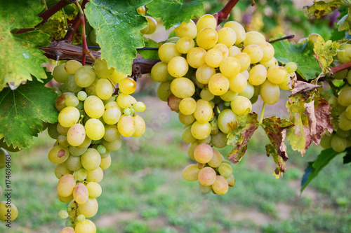 Fotografie Bunch of grapes