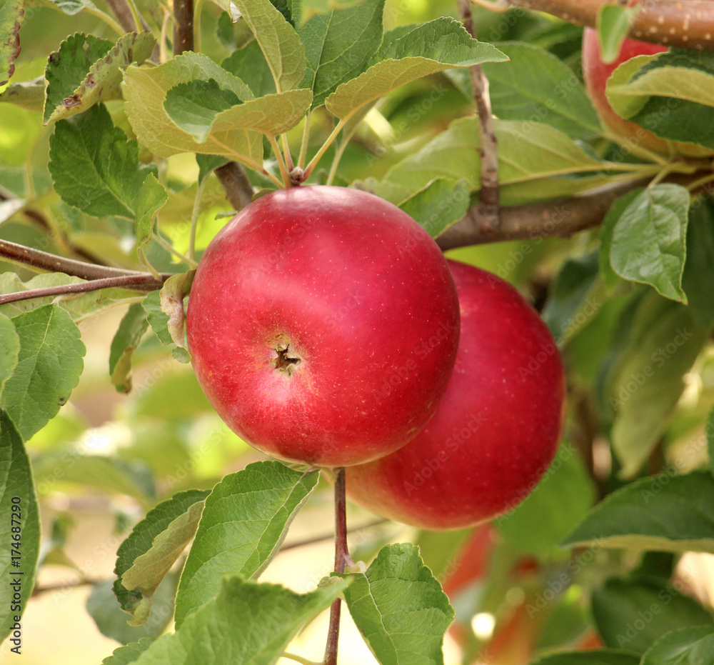 ripe apples in an orchard ready for harvesting ripe apples in an orchard ready for harvesting