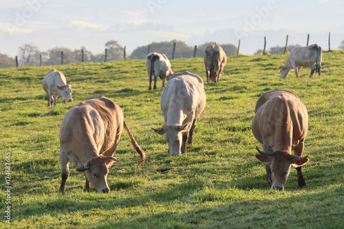cows grazing in the Basque country
