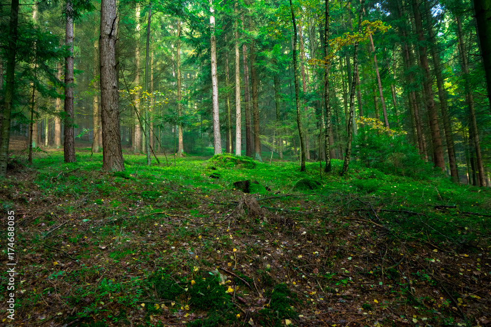 Moos bewachsene Bäume im Bayerischen Wald Moos bewachsene Bäume im Bayerischen Wald