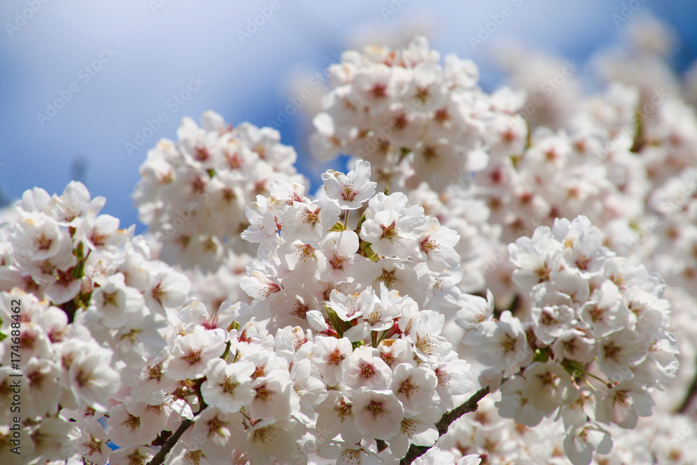 夏井川の千本桜(福島県・小野町) 夏井川の千本桜(福島県・小野町)