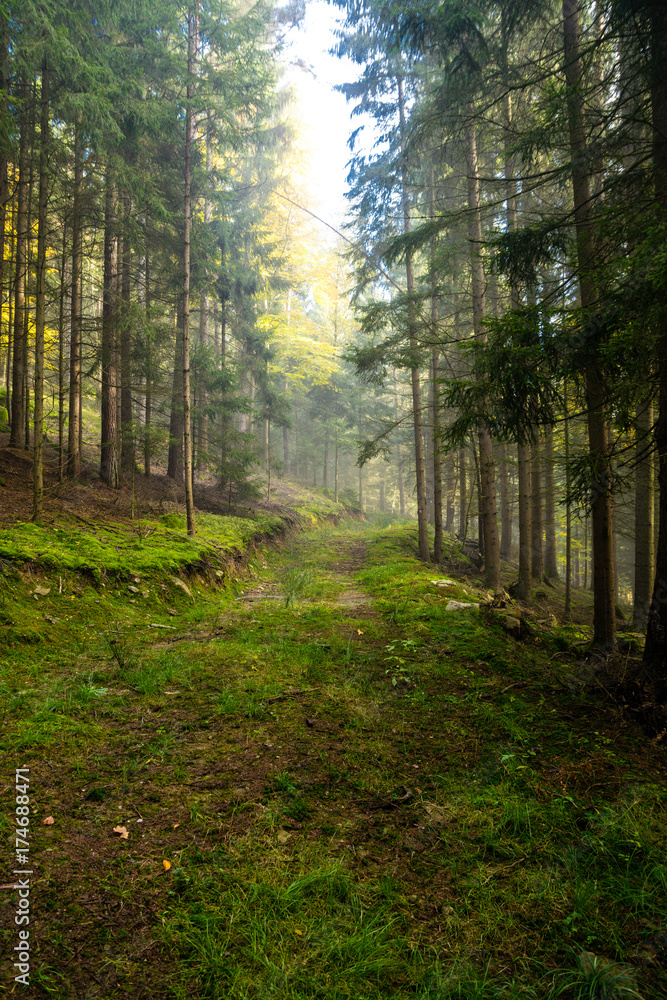 Fototapeta premium Weg mit Lichtung im Bayerischen Wald