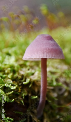Close up of wild mushrooms in Autumn light