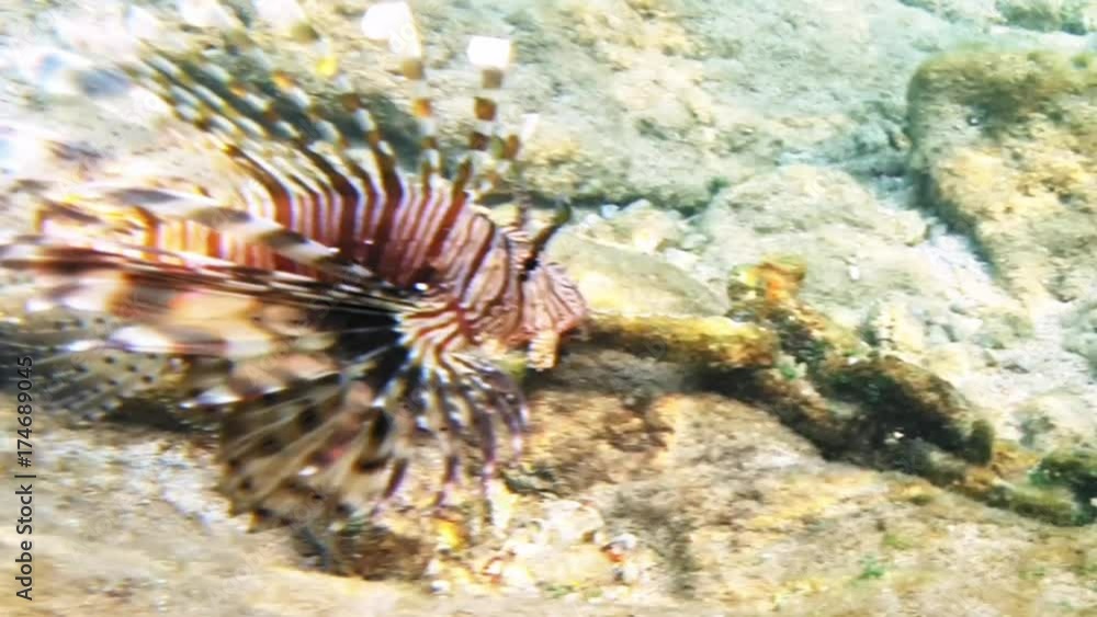 Tropical fish red lionfish and coral reef underwater shot. Red sea coral reef underwater nature wild life. Tropical fish red lionfish and coral reef underwater shot. Red sea coral reef underwater nature wild life.